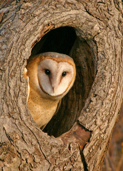 Bird Survey - Windrush Ecology