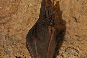 Bat Hibernation Survey
