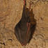 Lesser Horseshoe Bat