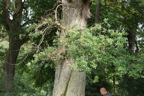 Woburn Abbey, Bedfordshire - Bat Surveys with Tree-Climbing