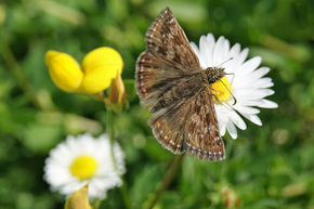 Keep track of butterflies in 2013