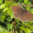 Butterfly surveys