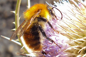 Invertebrate survey