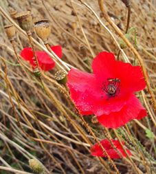 Brownfield Regeneration image #1