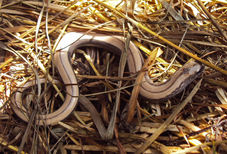 Slow Worm