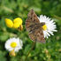 Butterfly Monitoring