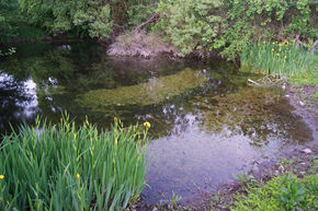 Great Crested Newt Pond