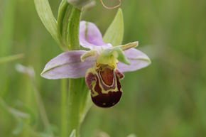 Orchid Surveys