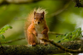 Red squirrel