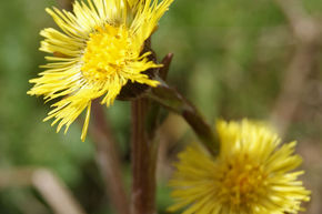 Botanical Surveying