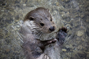 Otter Surveys