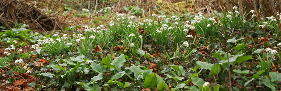 Habitat Surveys