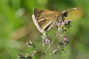 Invertebrate Survey