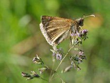 Invertebrate Survey